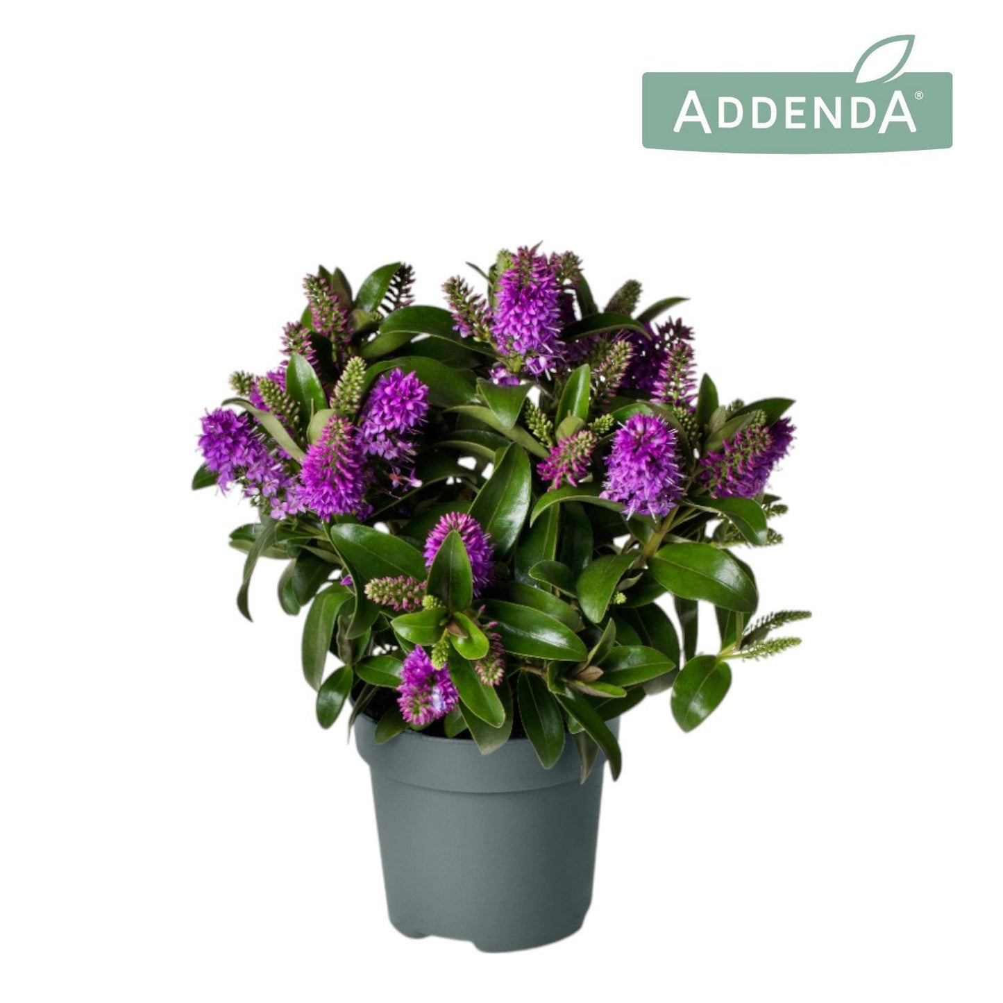 Hebe Hebedonna Emma 40cm 12cm Pot