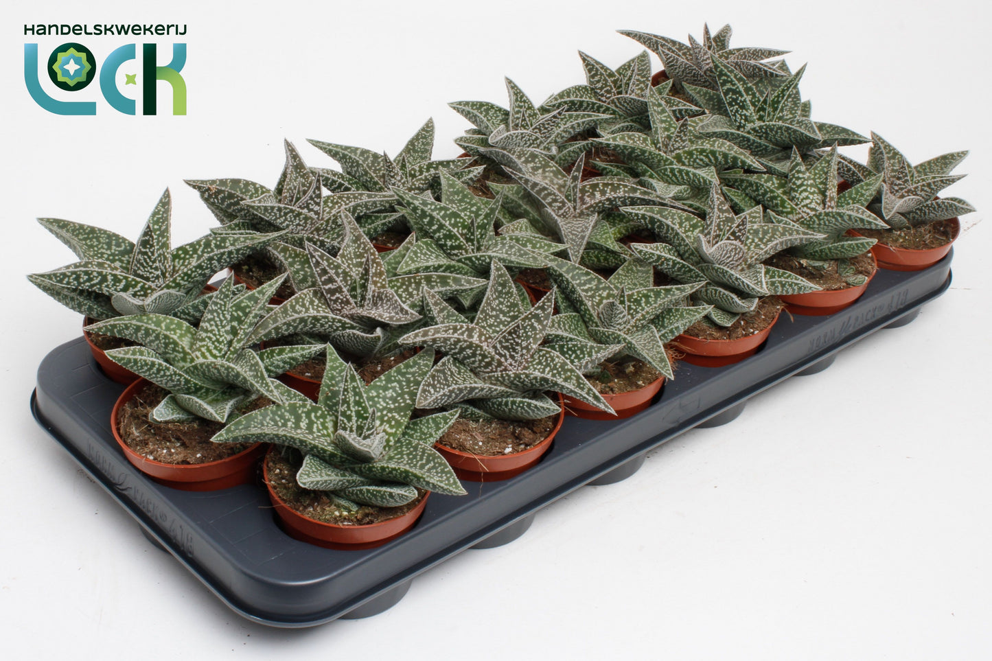 Gasteraloe Aveo 15cm Special Pot (508)