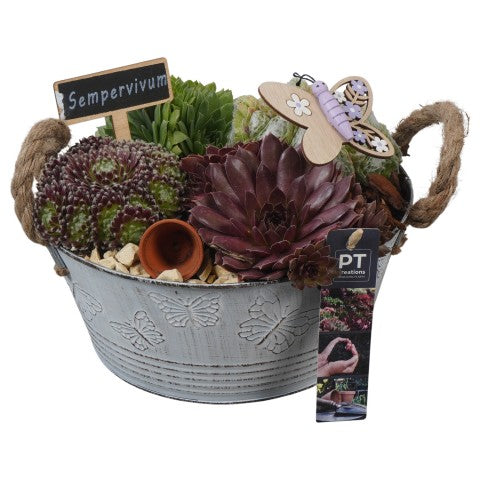 PTS7305 Arrangementen Sempervivum 17cm 23cm Pot