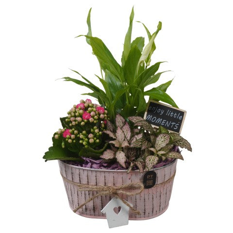 PTIB5301 Arrangementen kamerplanten 29cm 18cm Pot