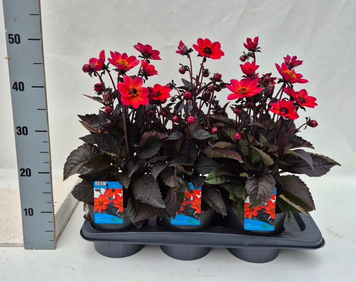 Dahlia Gardenetta Pearl 30cm 17cm Pot