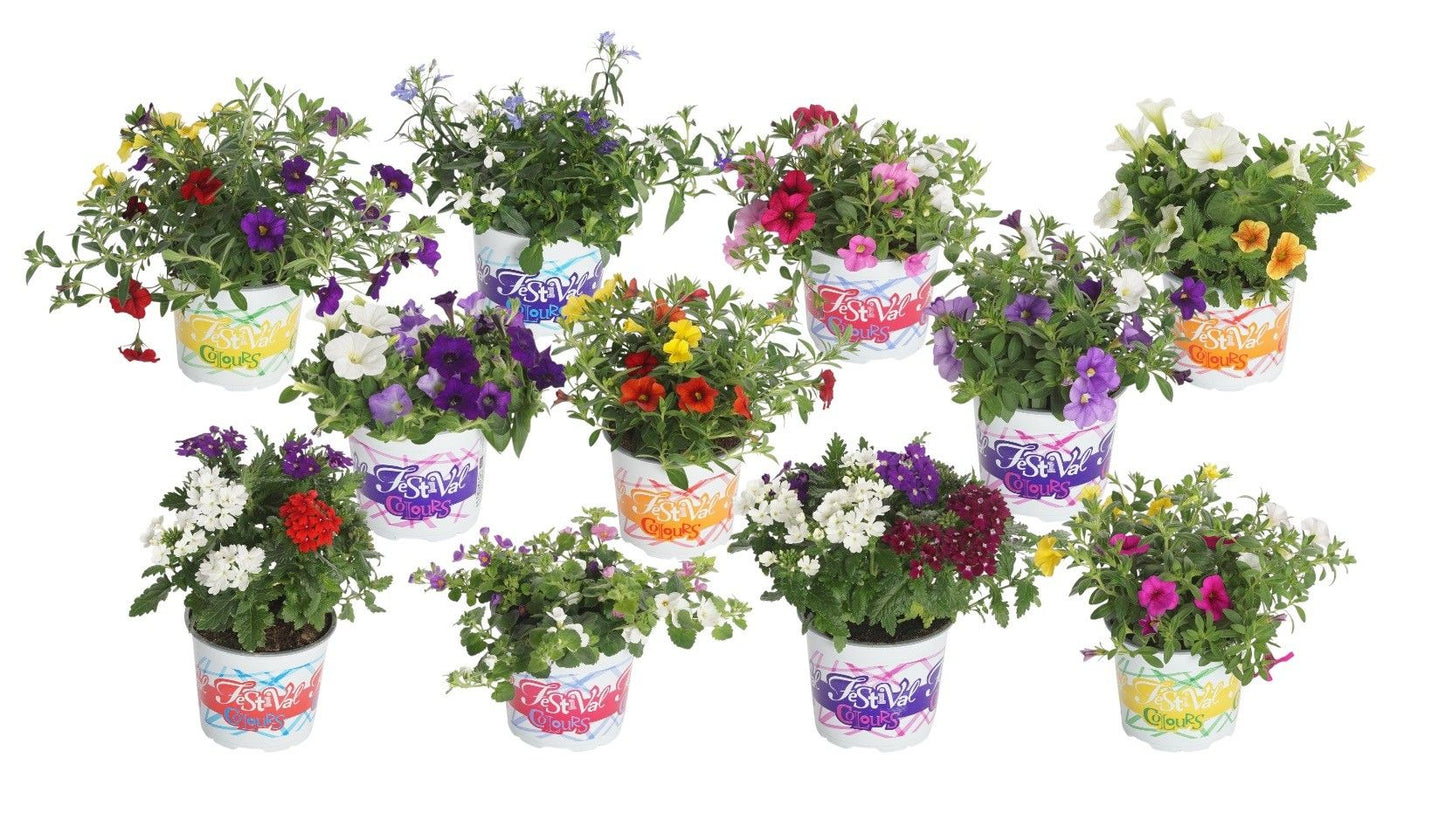 Festival Colours Hanging Basket 17cm 12cm Pot