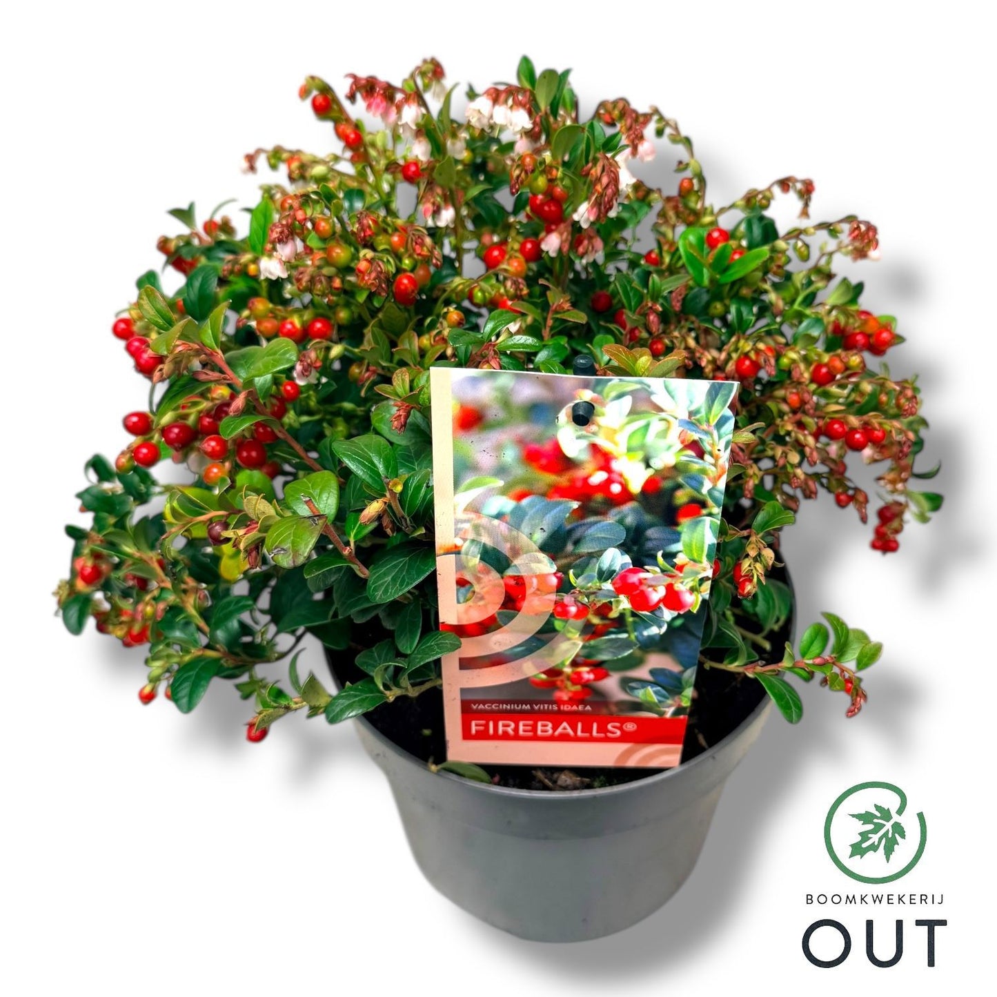 Vaccinium Fireballs 35cm 17cm Pot