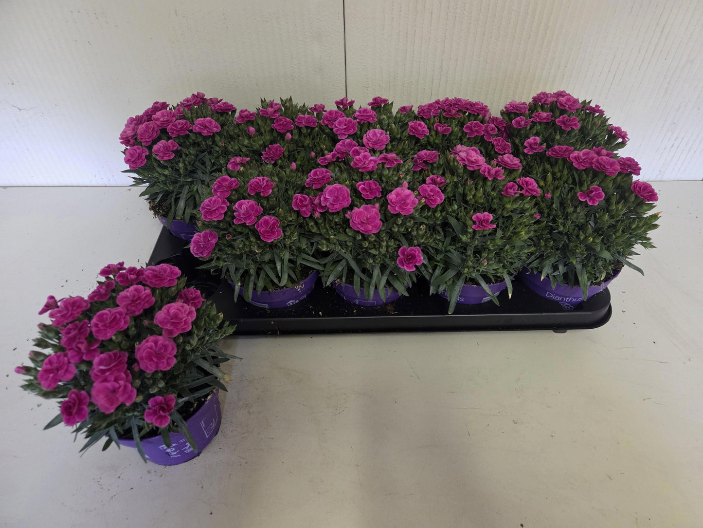 Dianthus Peman 23cm 12cm Pot