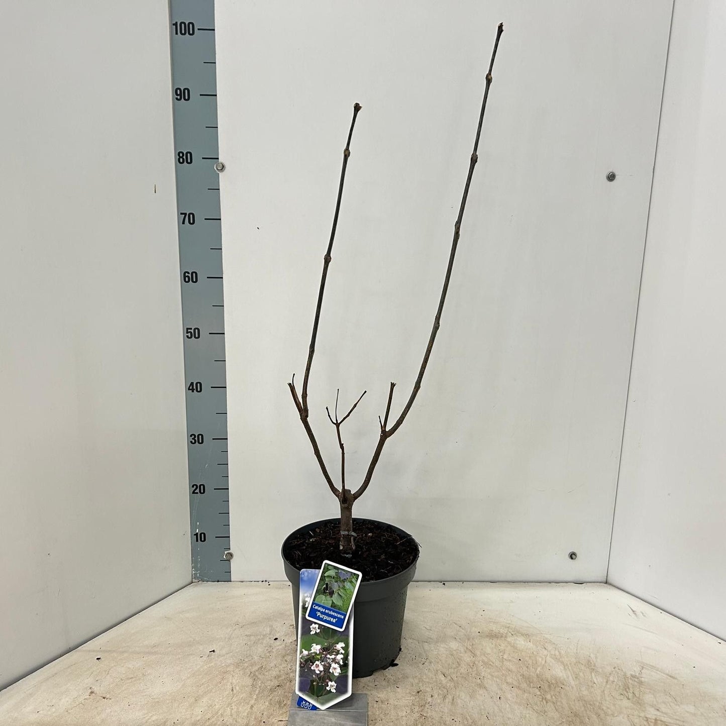 Catalpa eru. Purpurea 75cm 23cm Pot