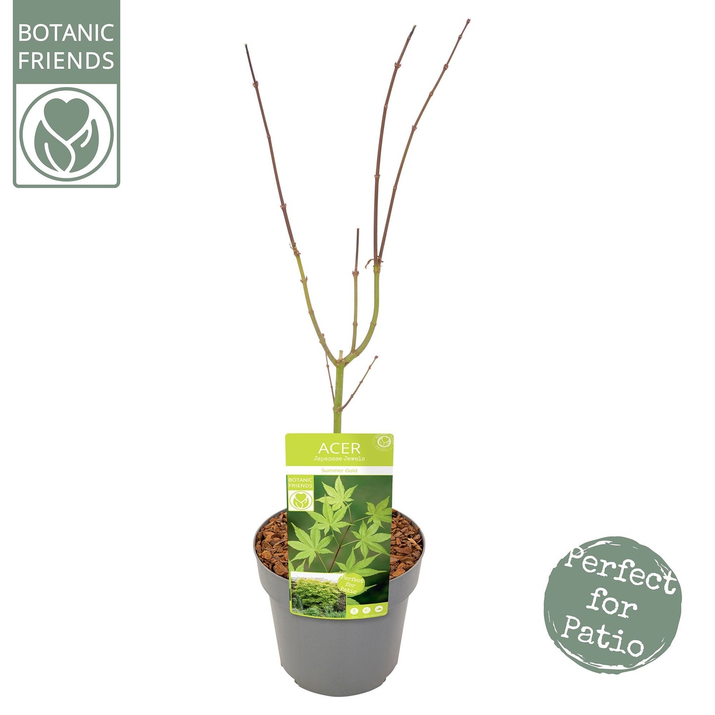 Acer Summer Gold 65cm 19cm Pot