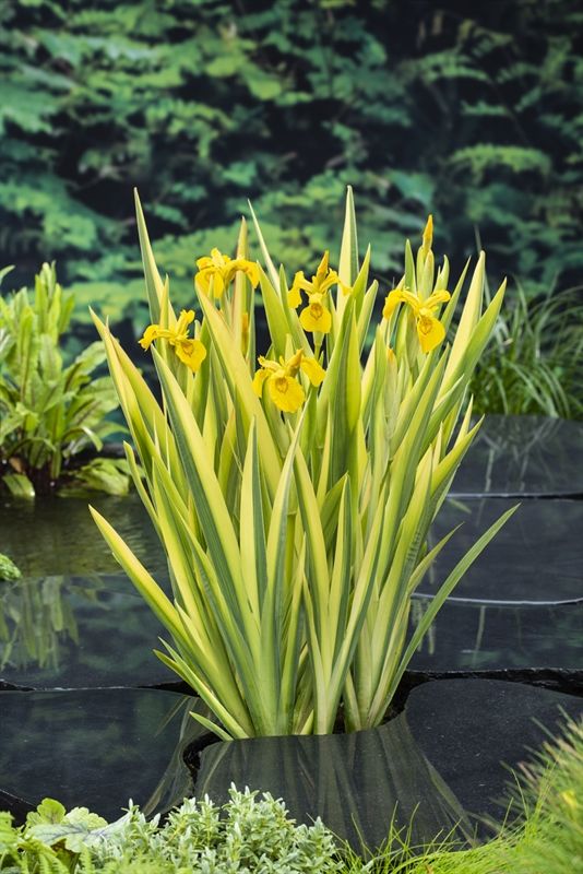 Iris pseudacorus variegata 25cm 9cm Pot