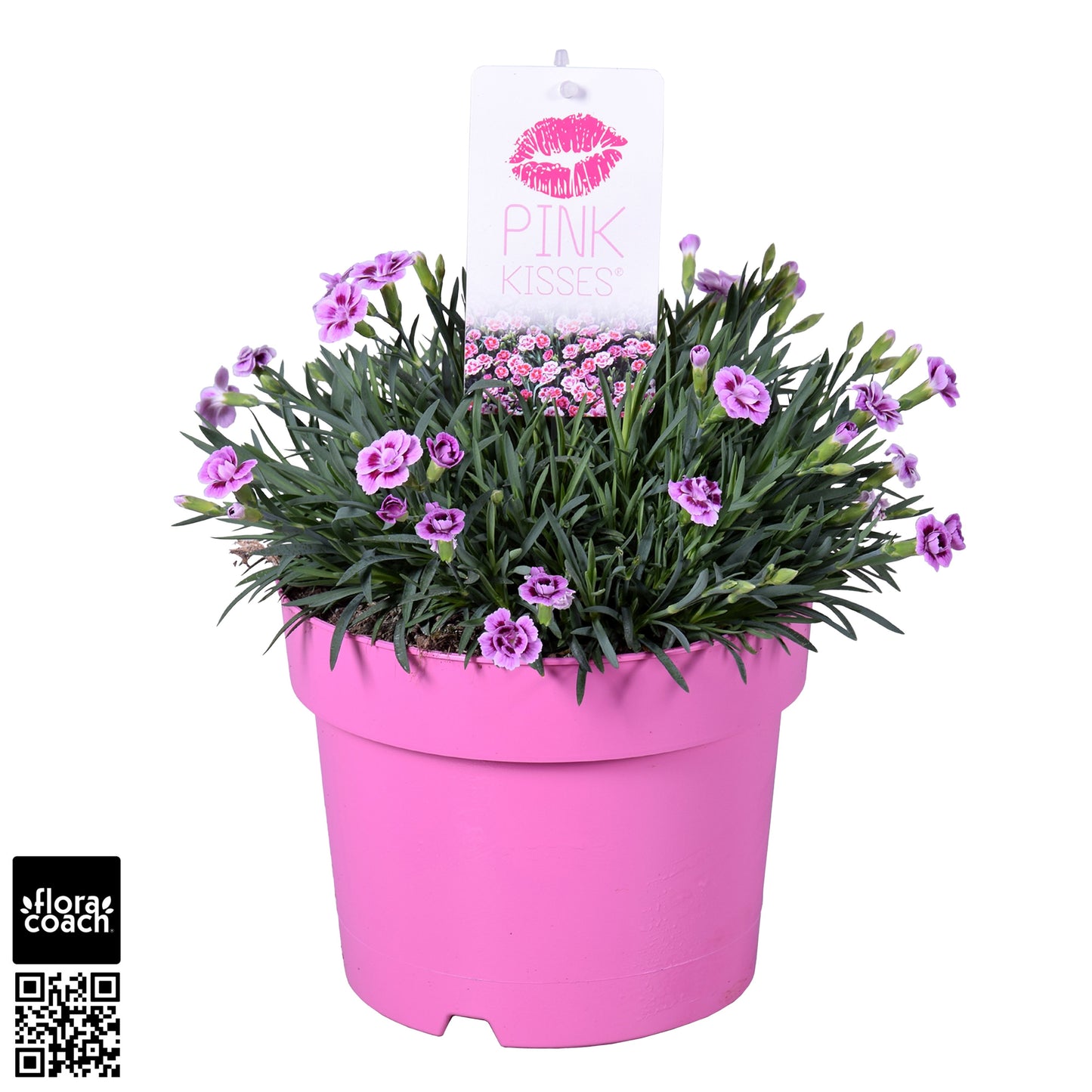 Dianthus Pink Kisses 25cm 19cm Pot