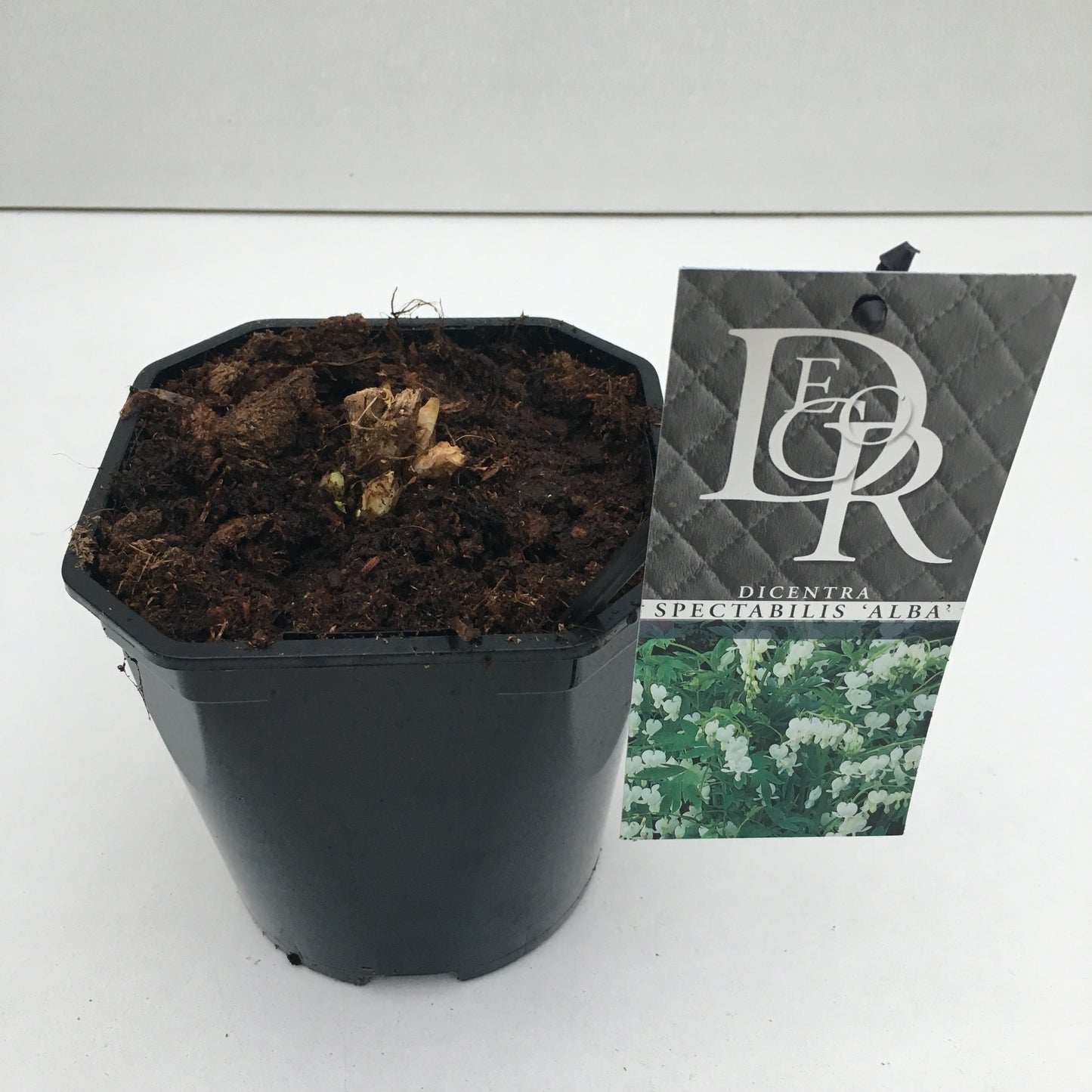 Dicentra Alba 15cm 17cm Pot