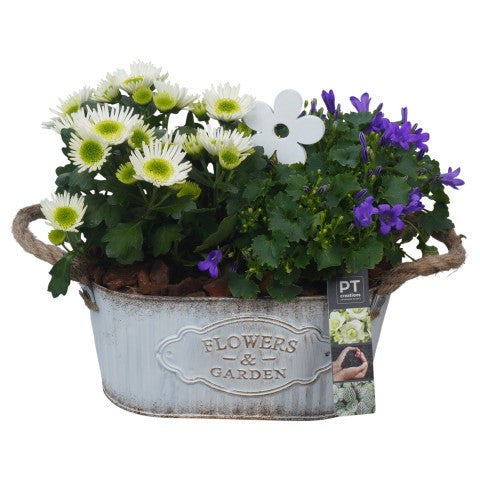PTSO6004 Arrangementen Tuinplanten 25cm 24cm Pot