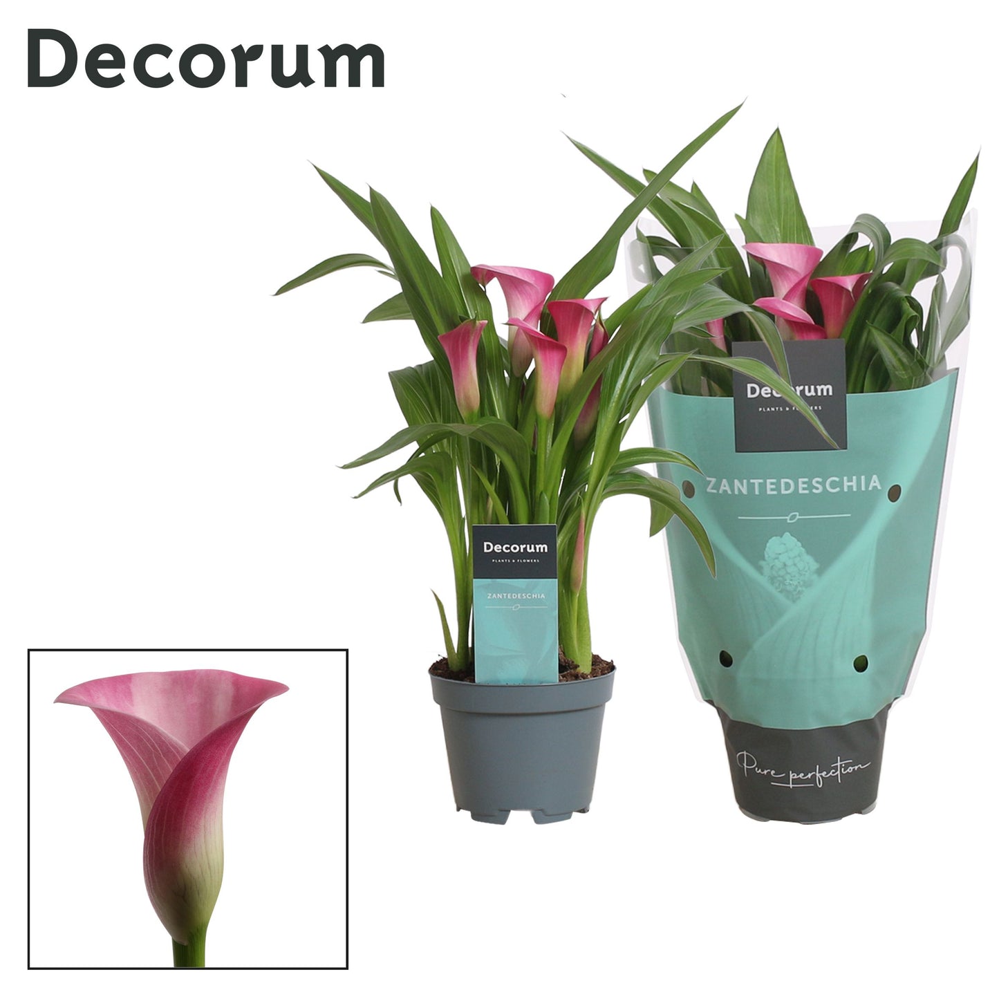 Zantedeschia Zazu 30cm 510cm Pot