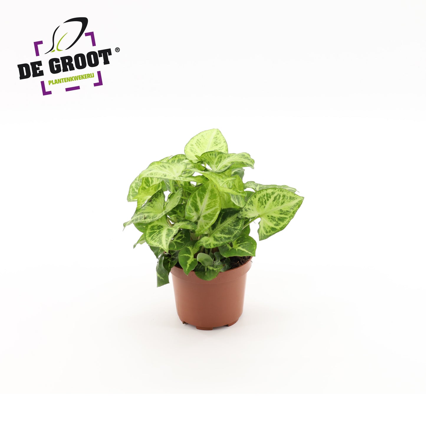 Syngonium Arrow 25cm 12cm Pot