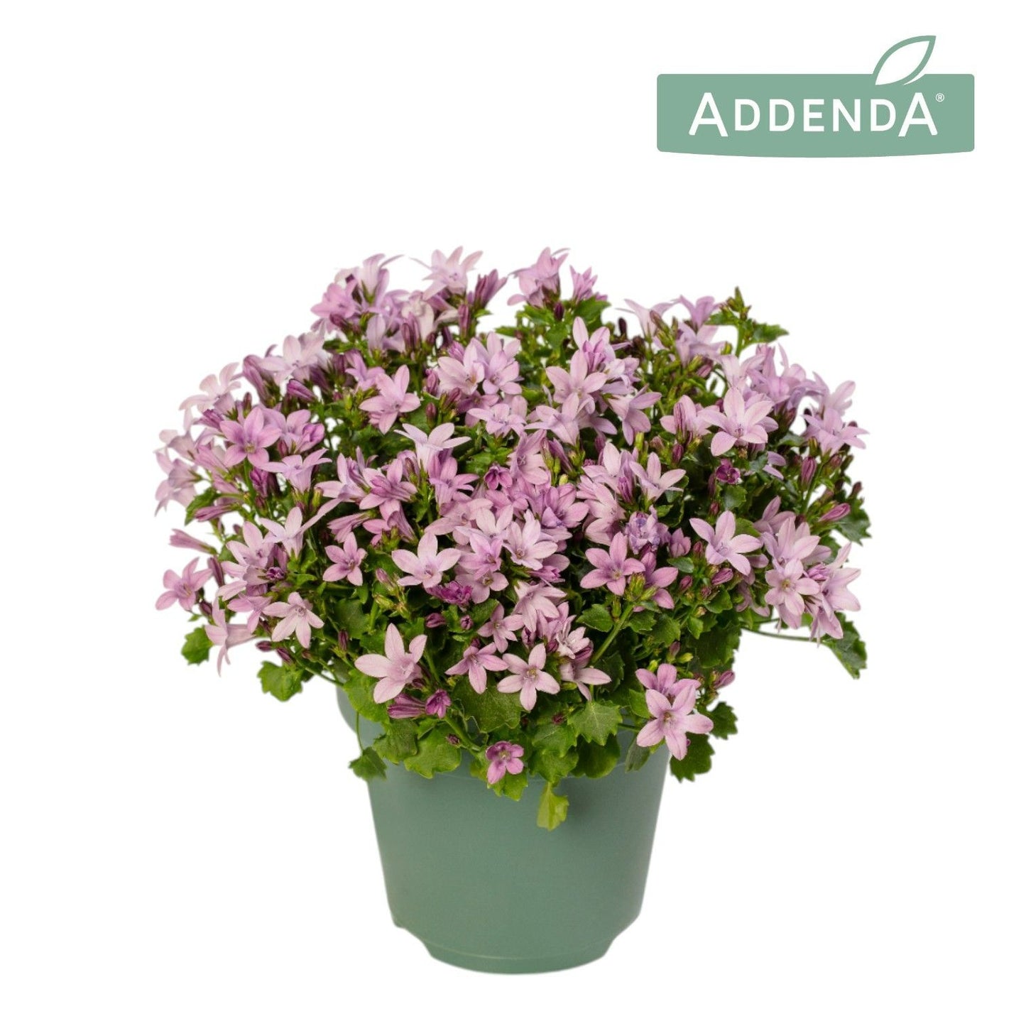 Campanula Ambella pink 17cm 12cm Pot