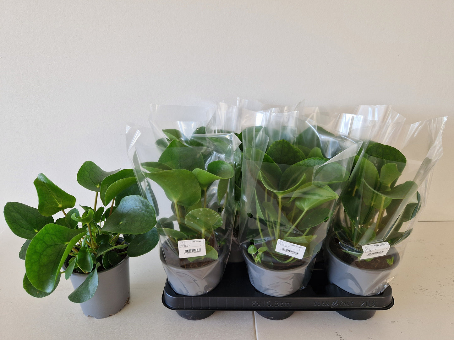 Pilea peperomioides 30cm 13cm Pot