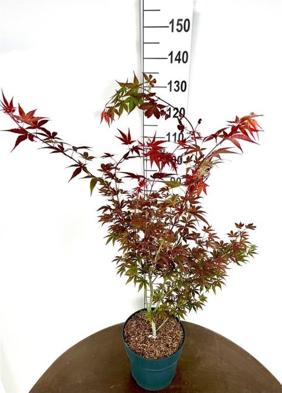 Acer palm. Atropurpureum 105cm 29cm Pot