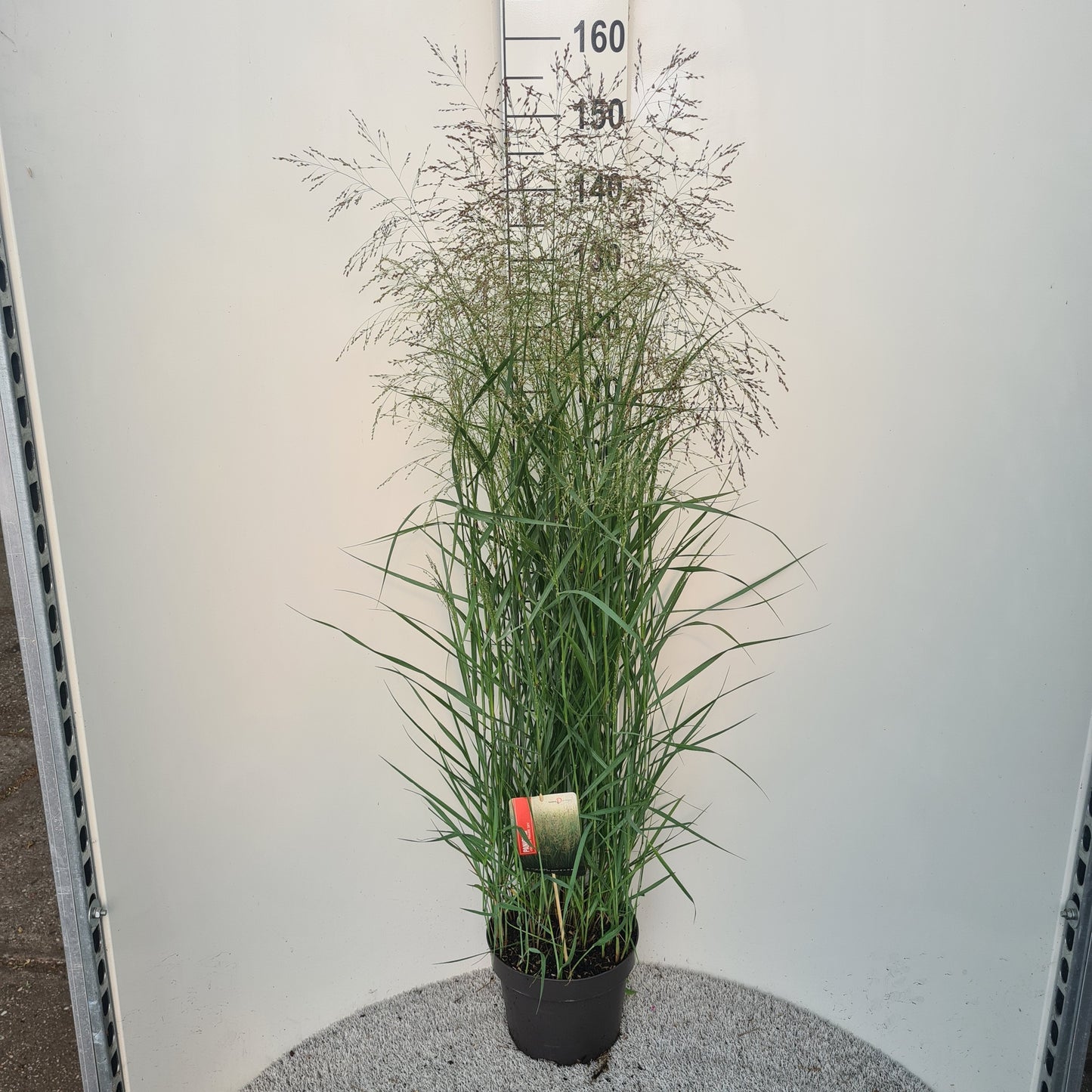 Panicum virgatum 40cm 26cm Pot