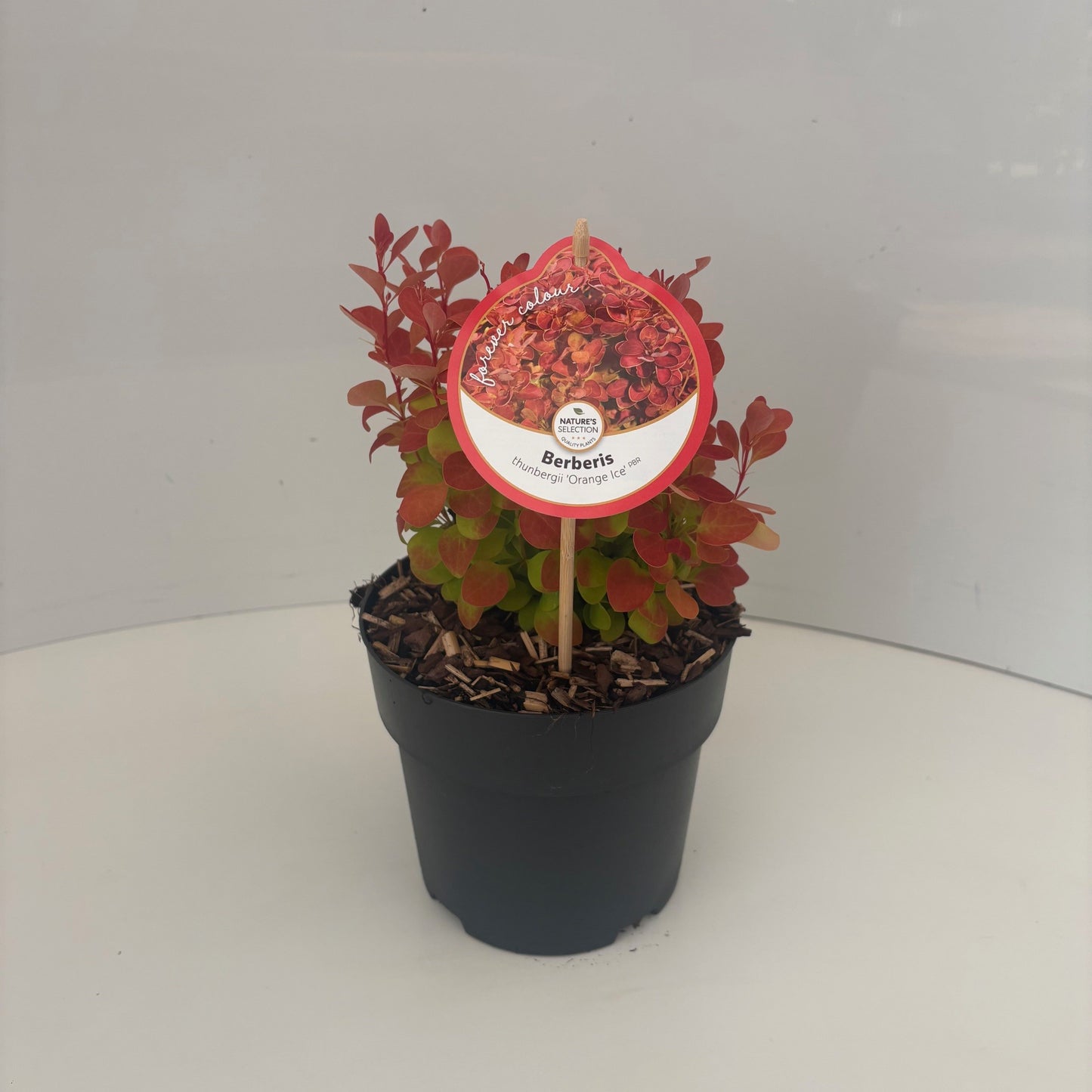 Berberis thunbergii 25cm 17cm Pot
