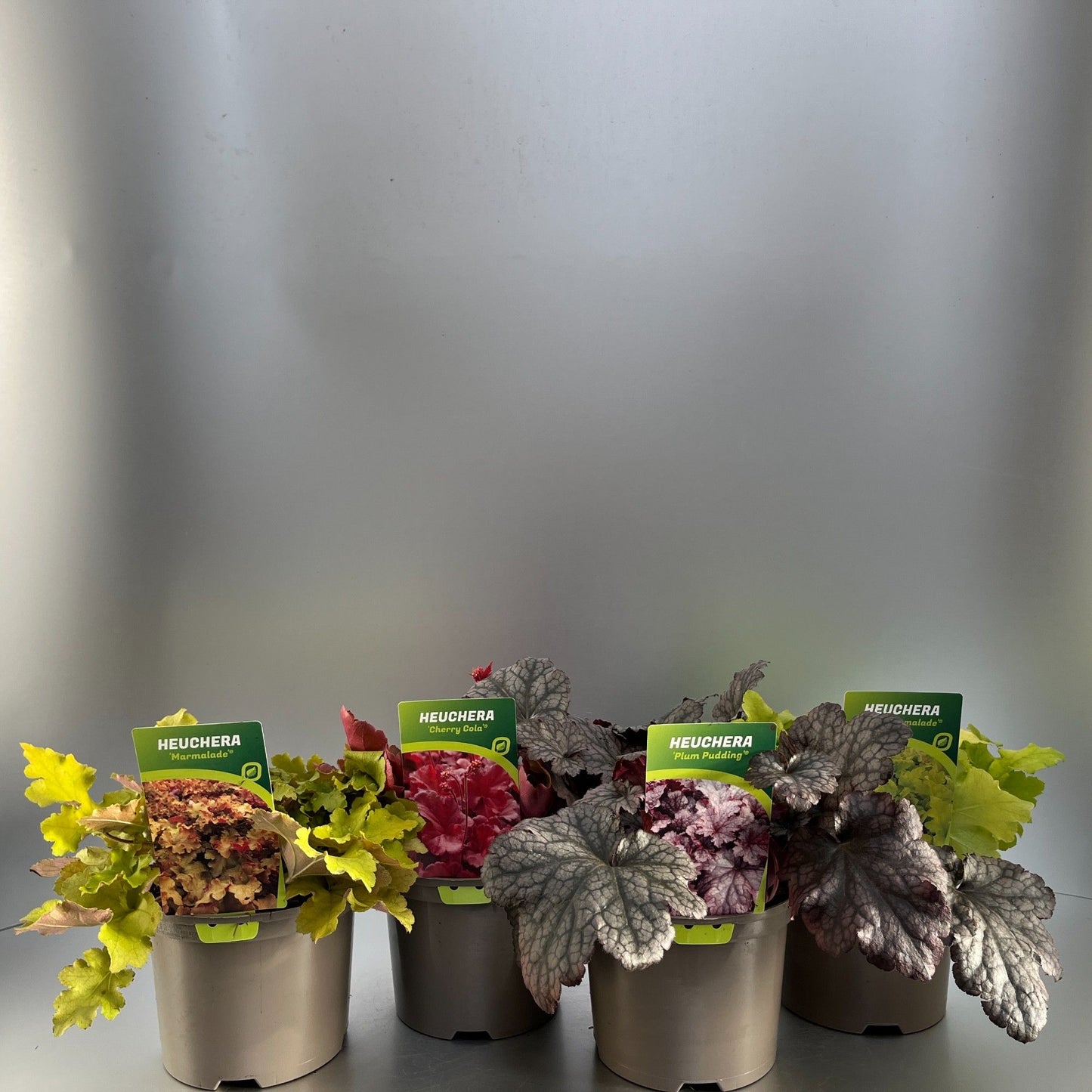 Heuchera hybrid 28cm 17cm Pot