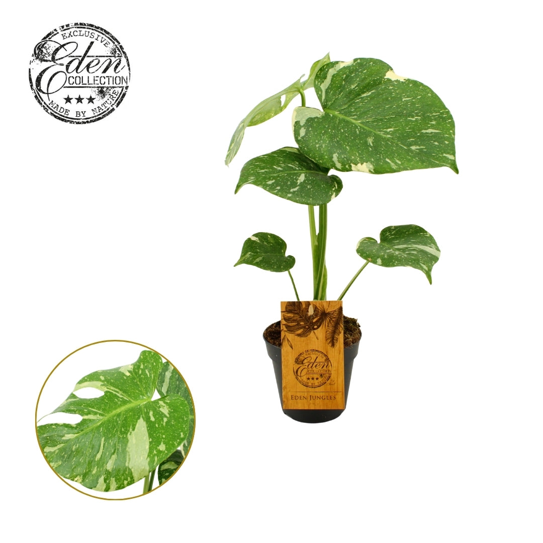 Monstera Thai Constellation 30cm 12cm Pot