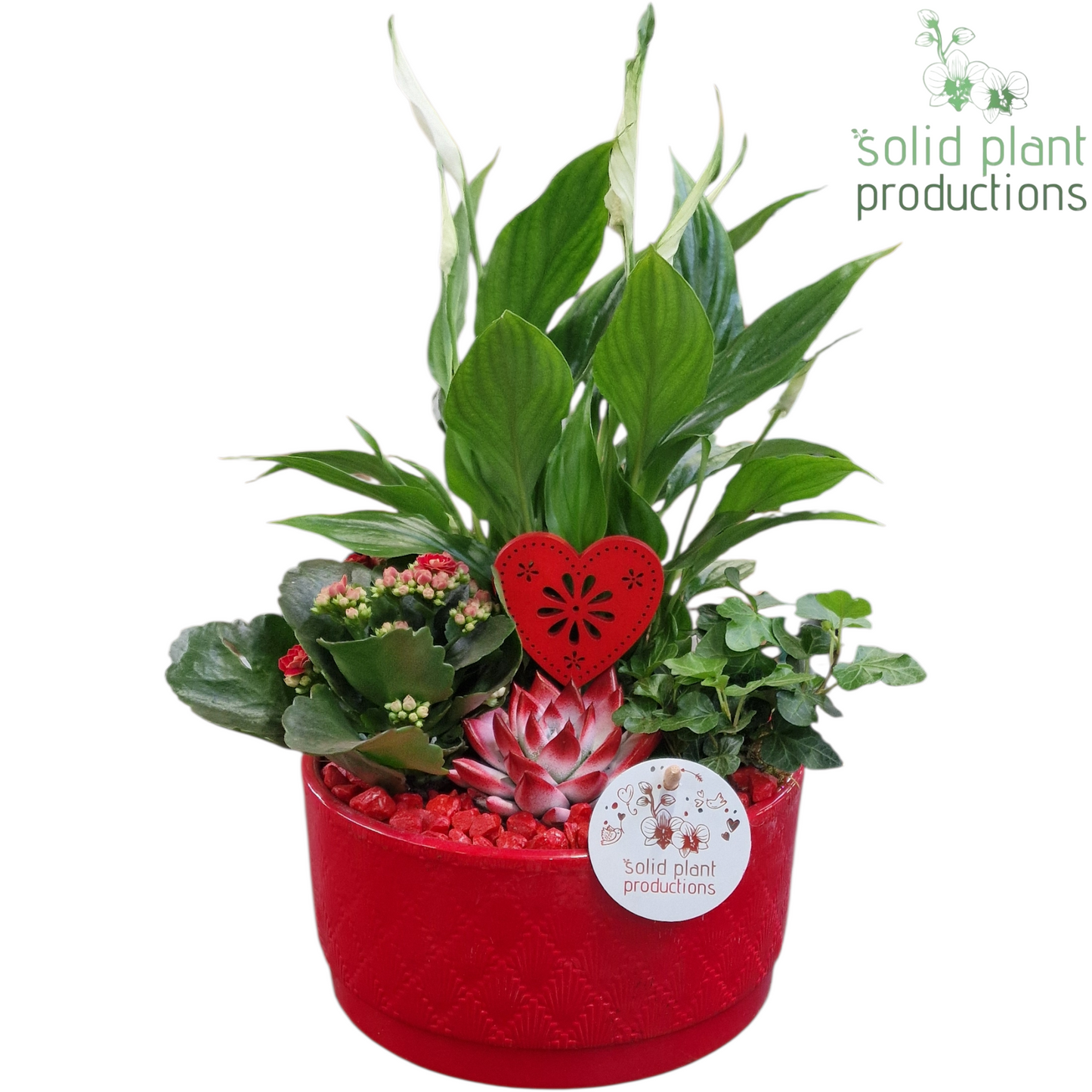 arr. Kamerplanten SE003 RV 35cm 18cm Pot