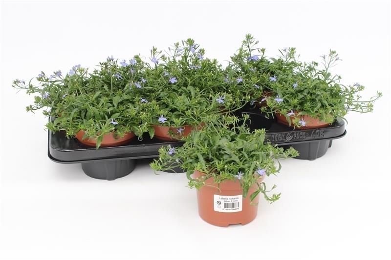 Lobelia Richardii 20cm 13cm Pot