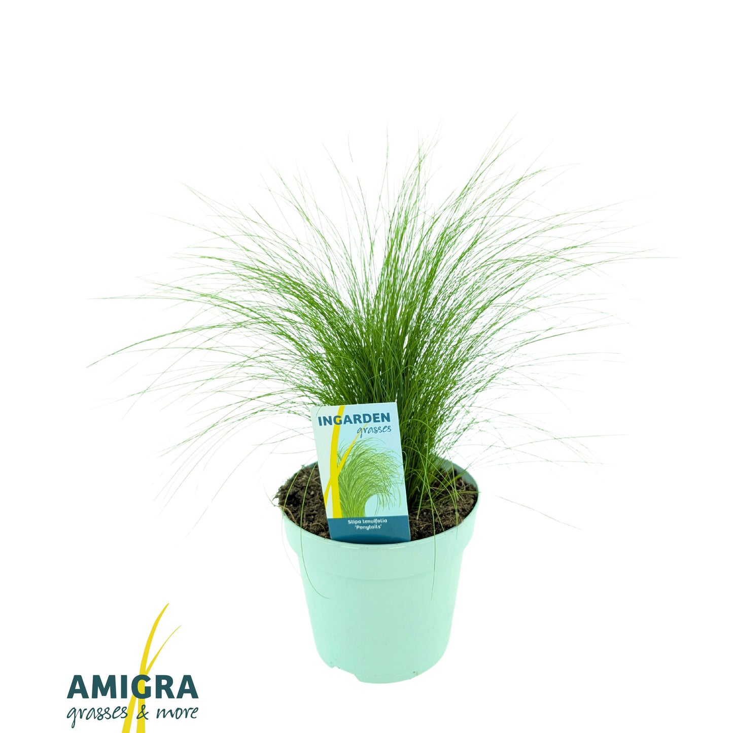 Stipa Ponytails 40cm 17cm Pot