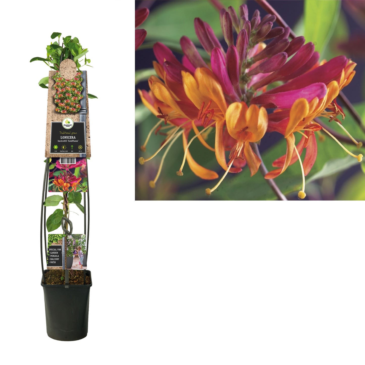 Lonicera Goldflame 115cm 23cm Pot