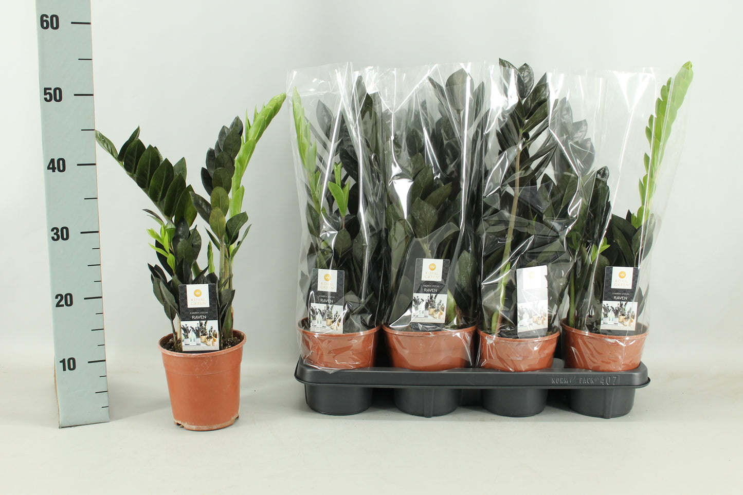 Zamioculcas Raven 50cm 14cm Pot