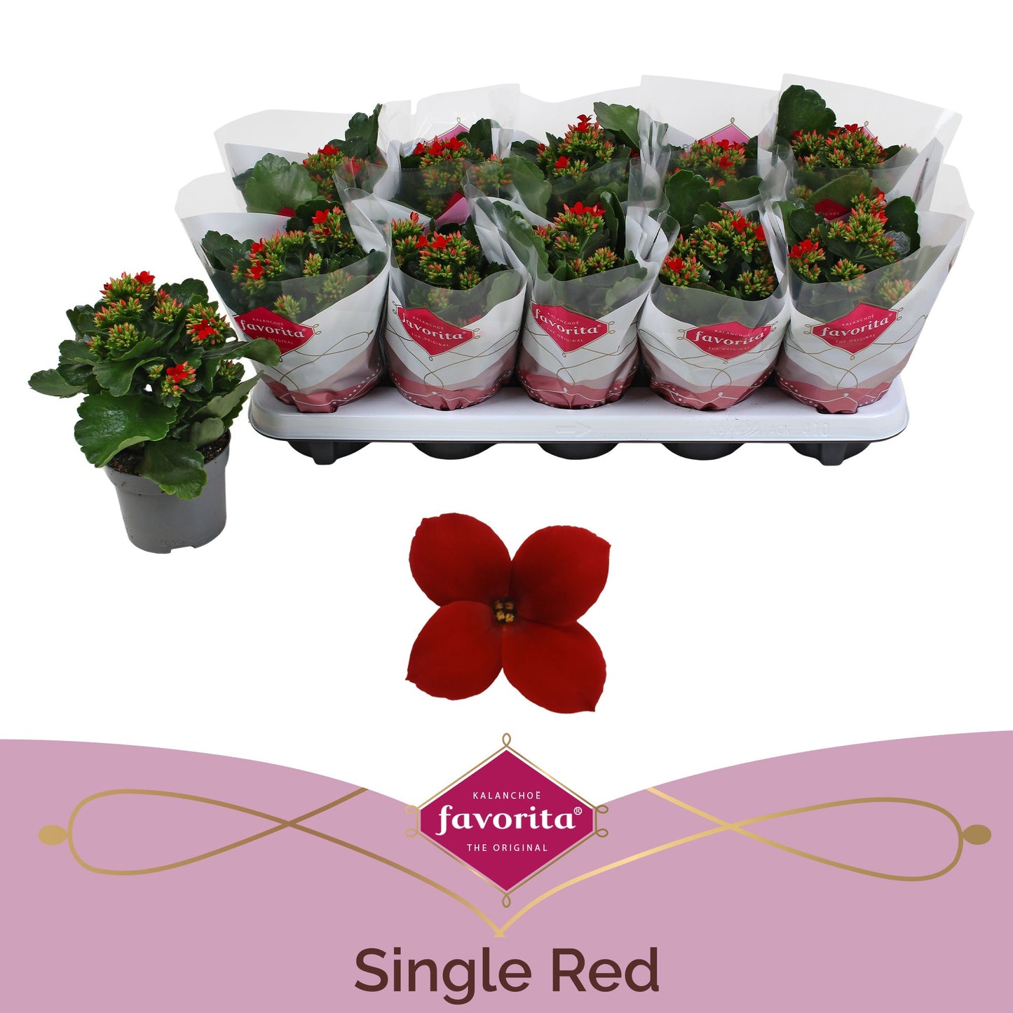 Kalanchoe Lipstick Red 22cm 510cm Pot