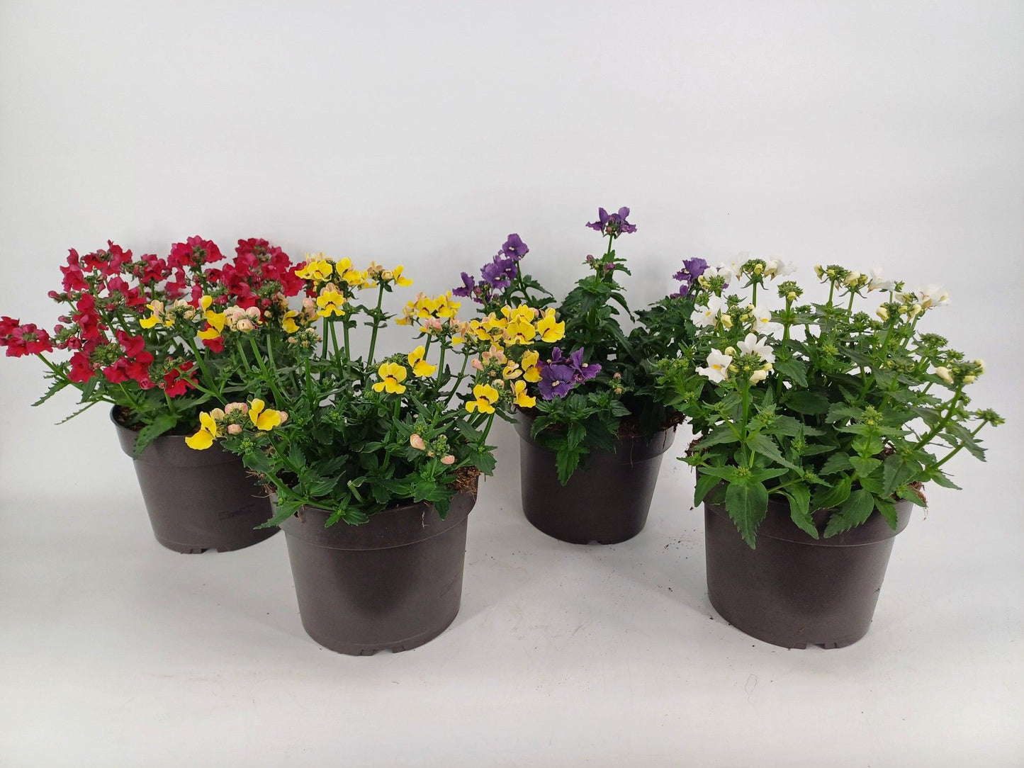 Nemesia Angelart mix 30cm 17cm Pot