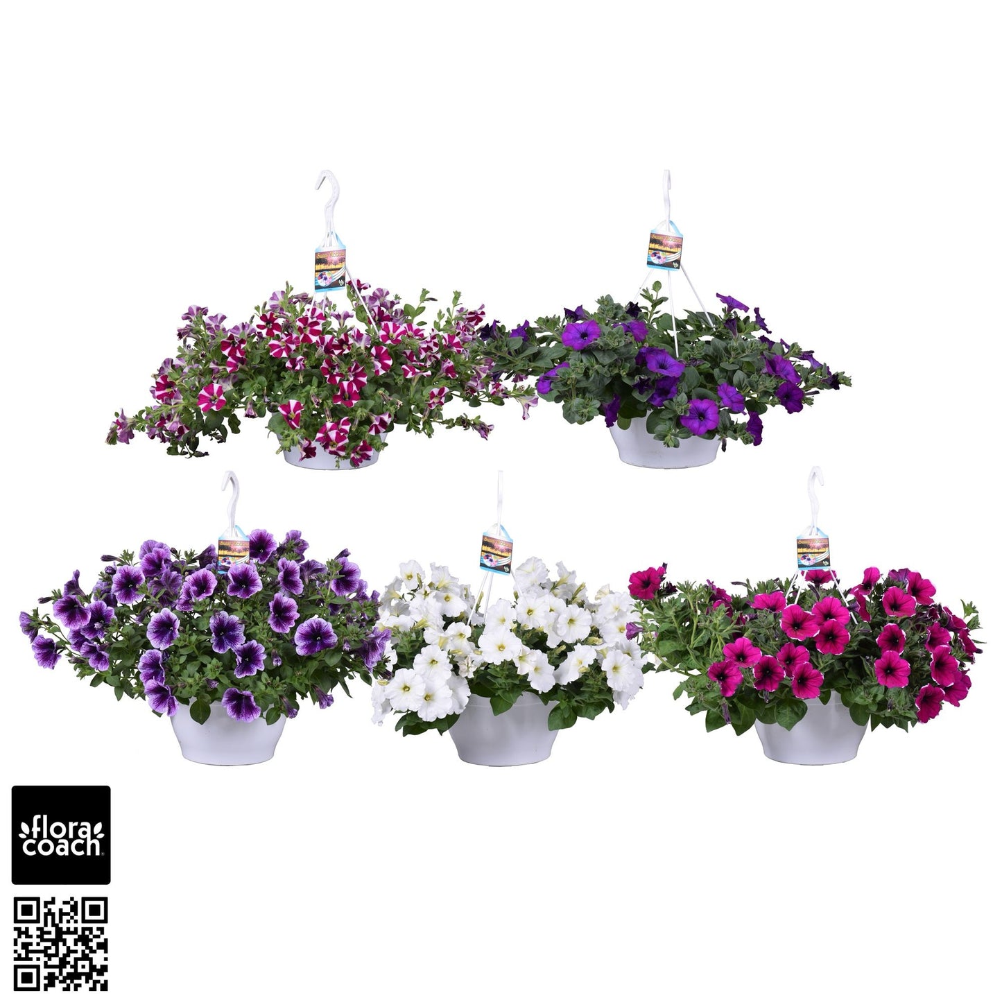 Petunia Surfinia mix 50cm 25cm Pot