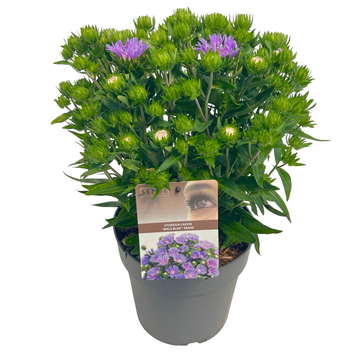Stokesia laevis 35cm 23cm Pot