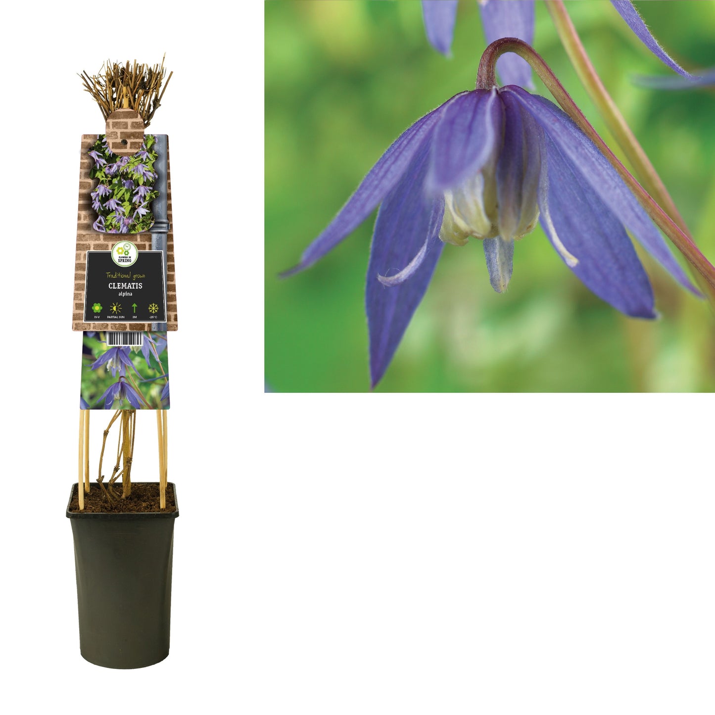 Clematis alpina 75cm 17cm Pot