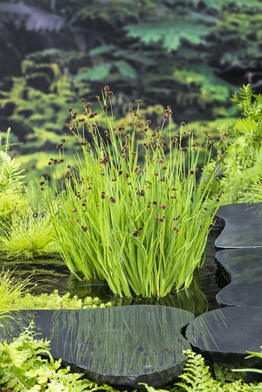Juncus ensifolius 20cm 9cm Pot