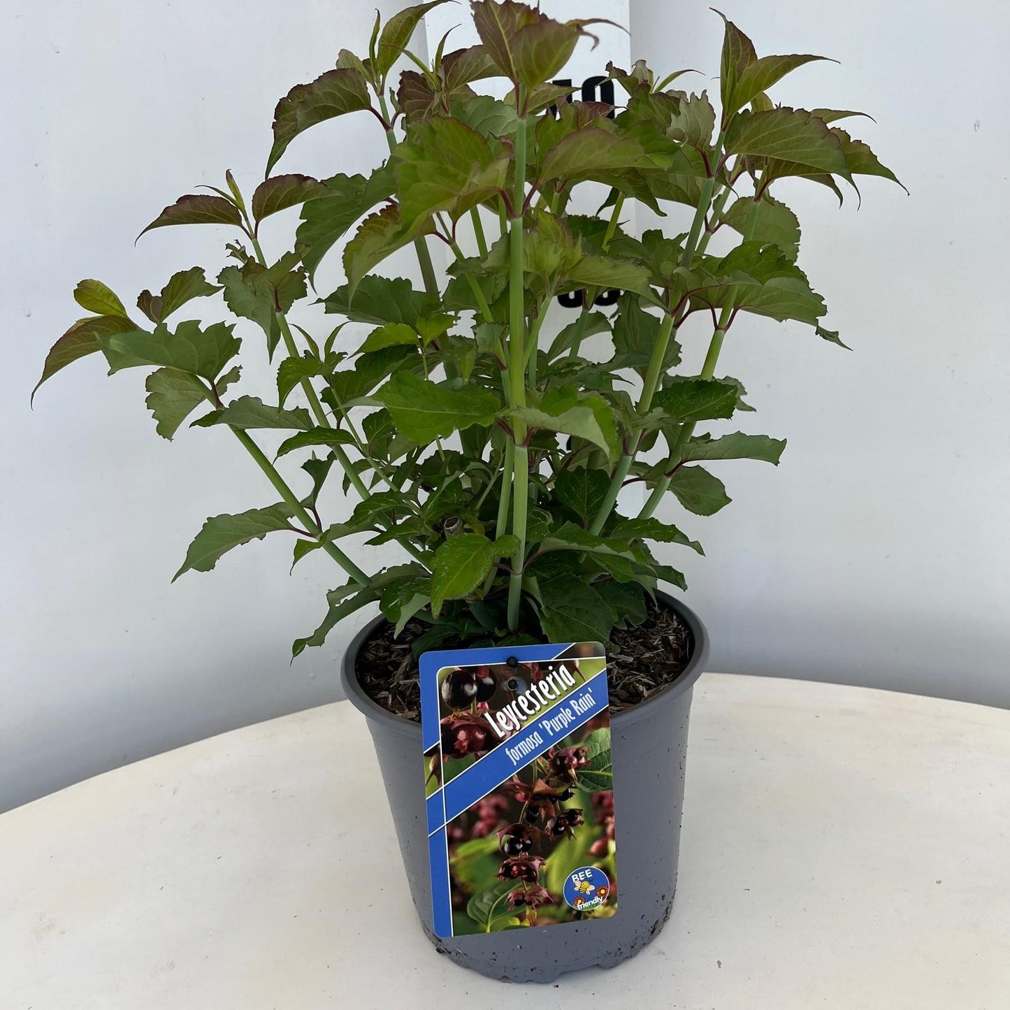 Leycesteria formosa 40cm 19cm Pot