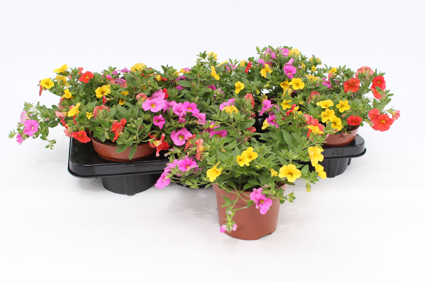 Calibrachoa Mixmasters Candyhouse 15cm 13cm Pot