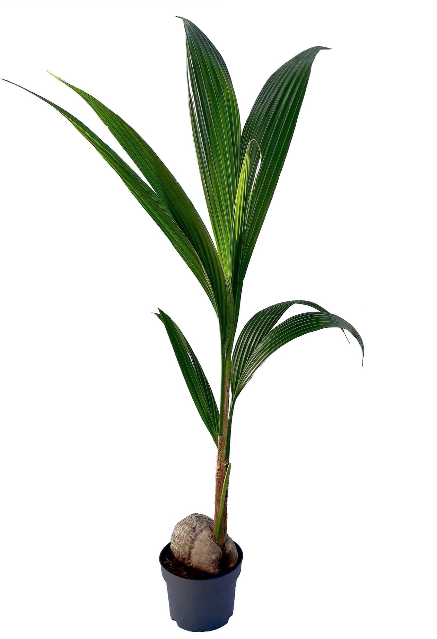 Cocos nucifera 130cm 19cm Pot