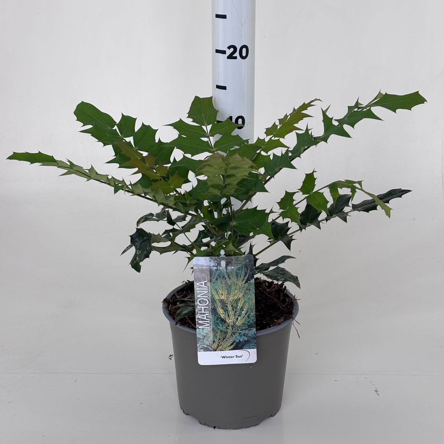 Mahonia med. Winter Sun 30cm 19cm Pot