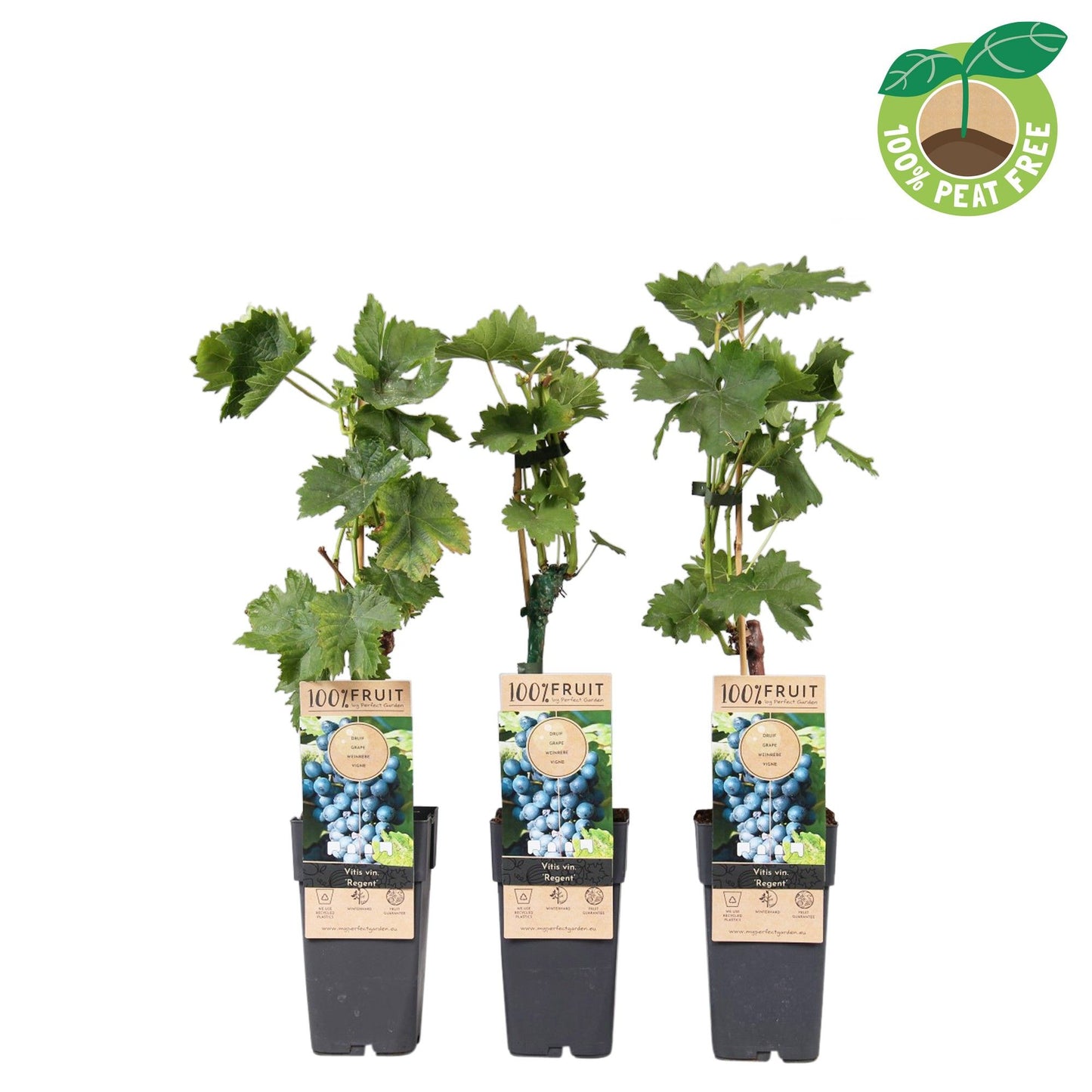 Vitis vinifera Regent 50cm 15cm Pot