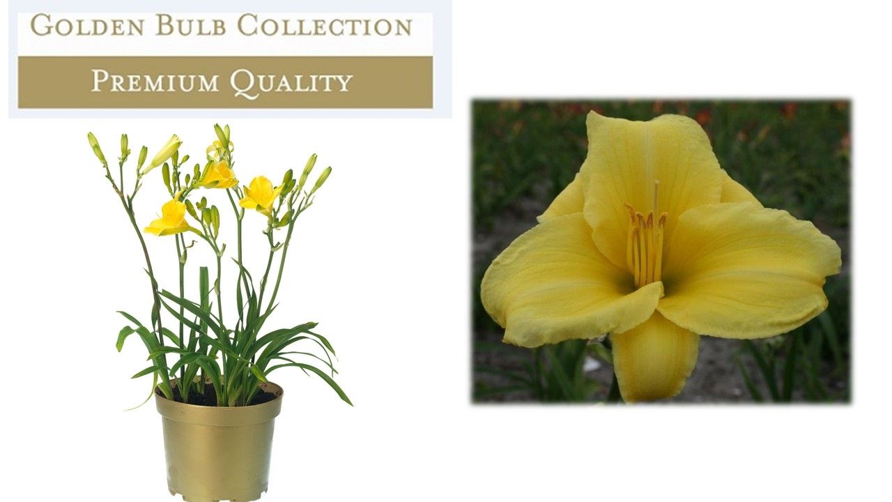 Hemerocallis Sunny Breeze 45cm 17cm Pot