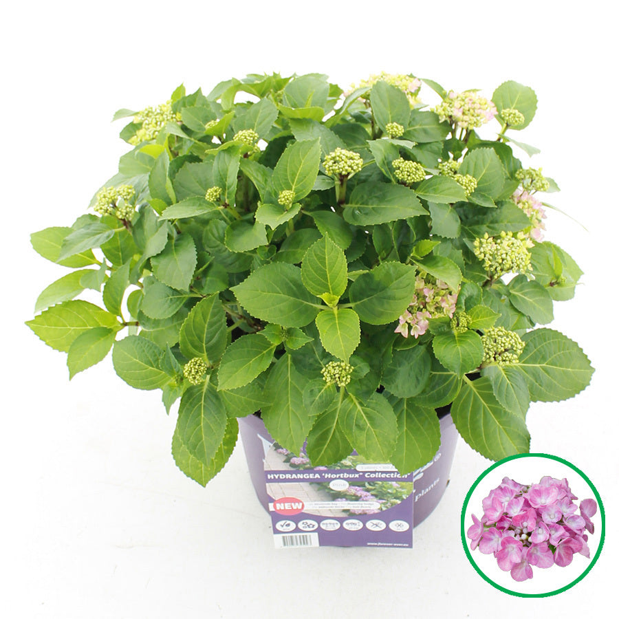 Hydr. Mac. F&E Horitbux pink 35cm 23cm Pot