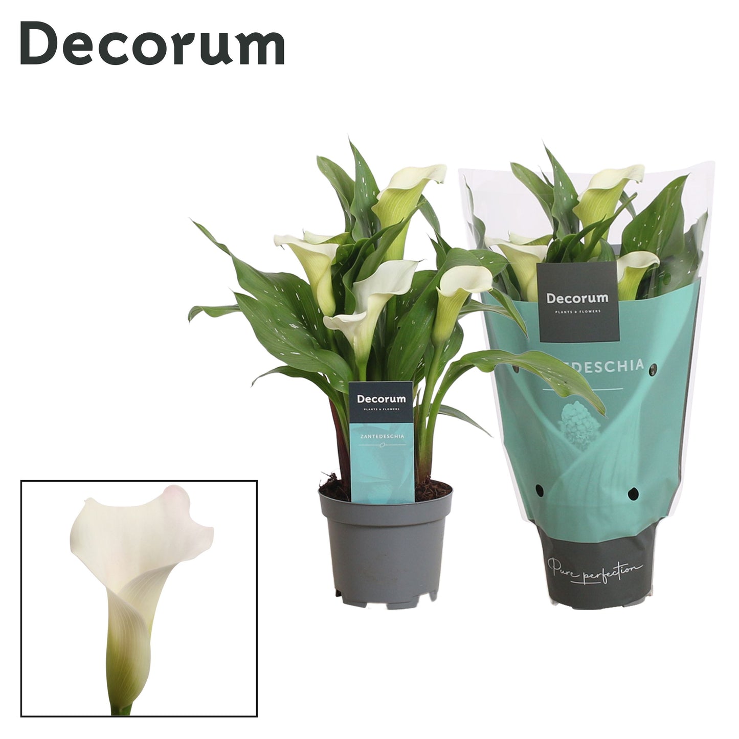 Zantedeschia Fresco 30cm 510cm Pot