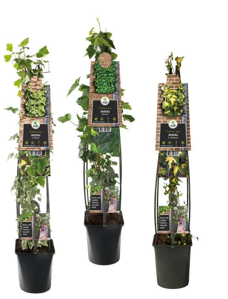 Hedera helix 23cm Pot