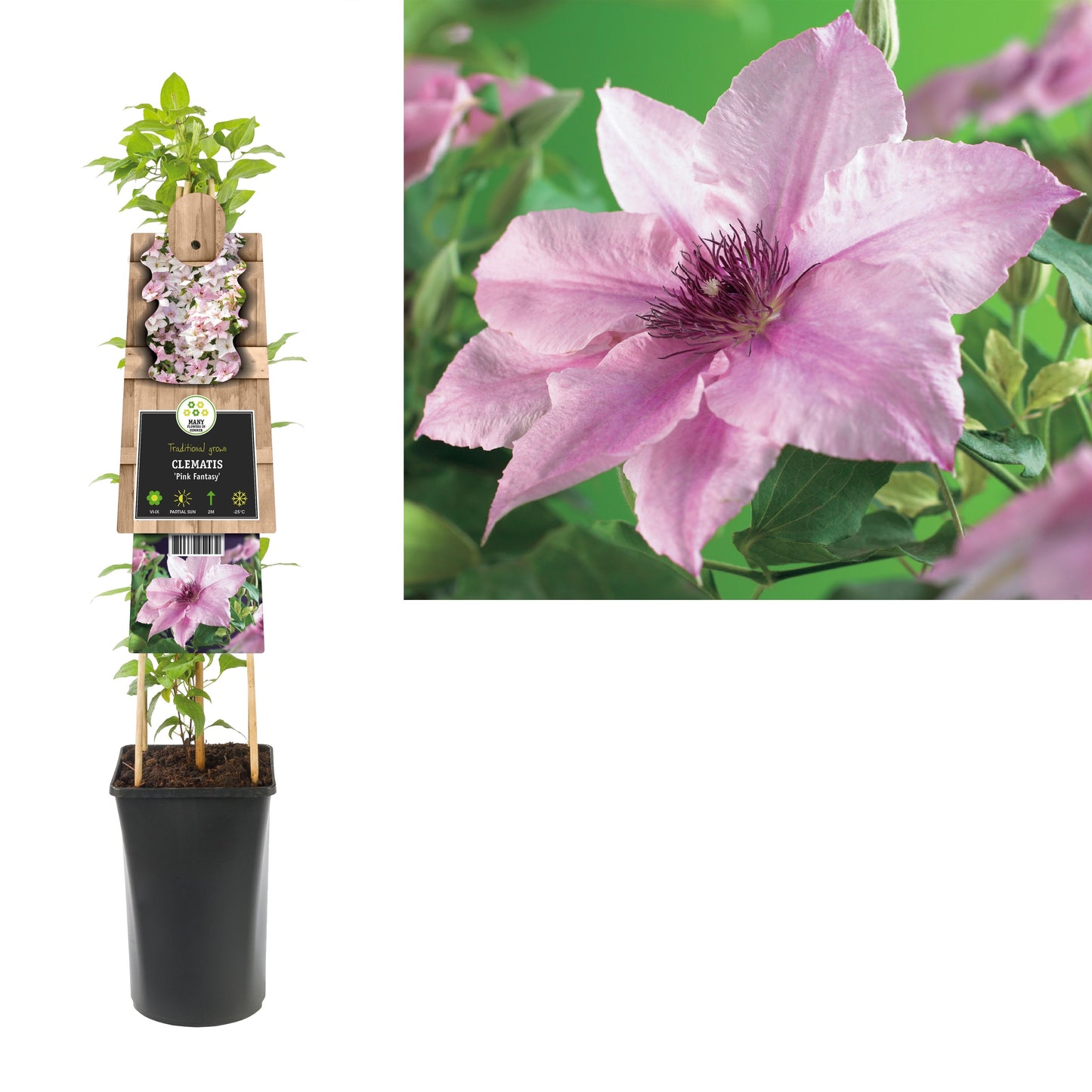Clematis jac. Pink Fantasy 75cm 17cm Pot