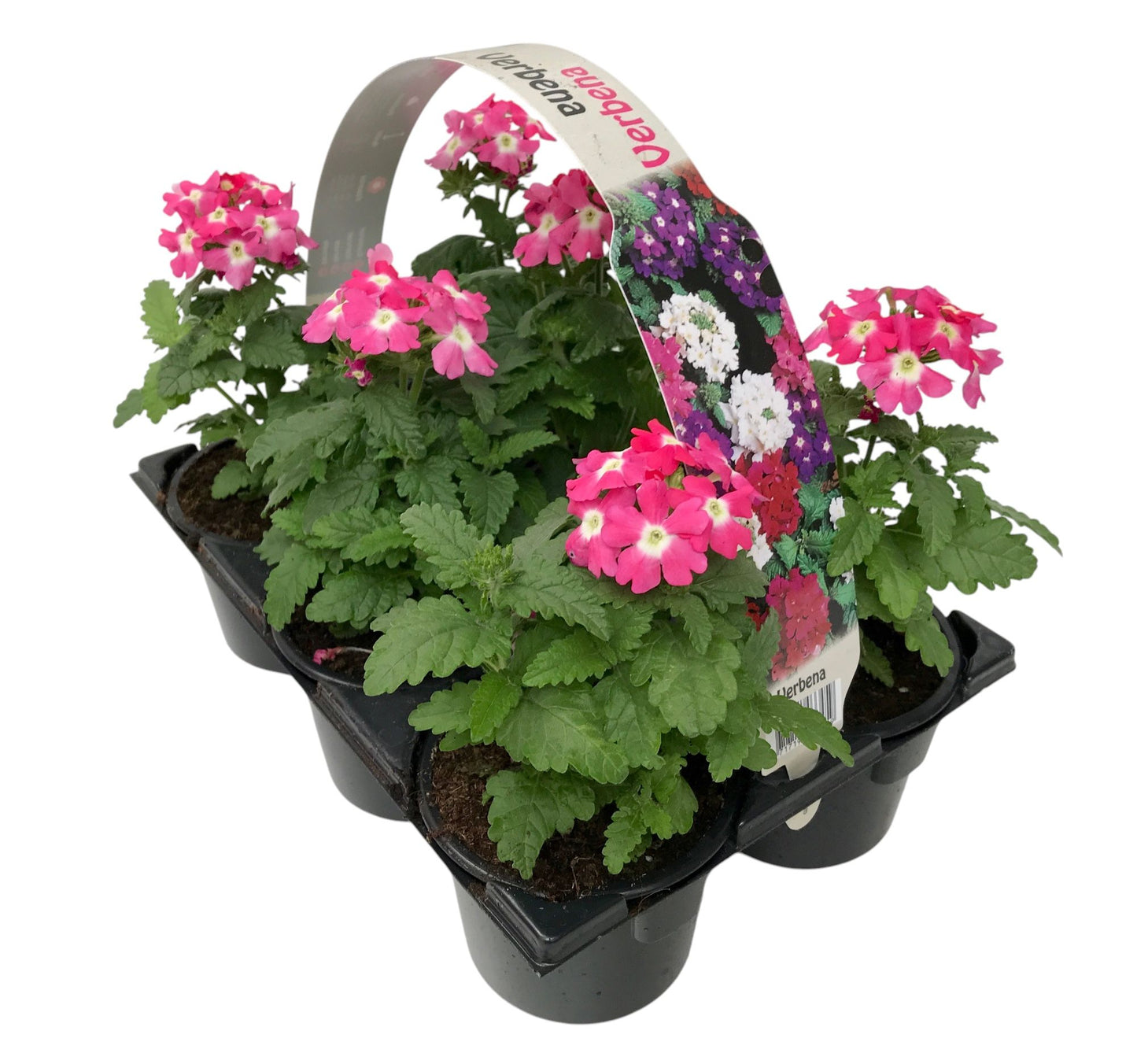 Verbena pink 15cm 9cm Pot