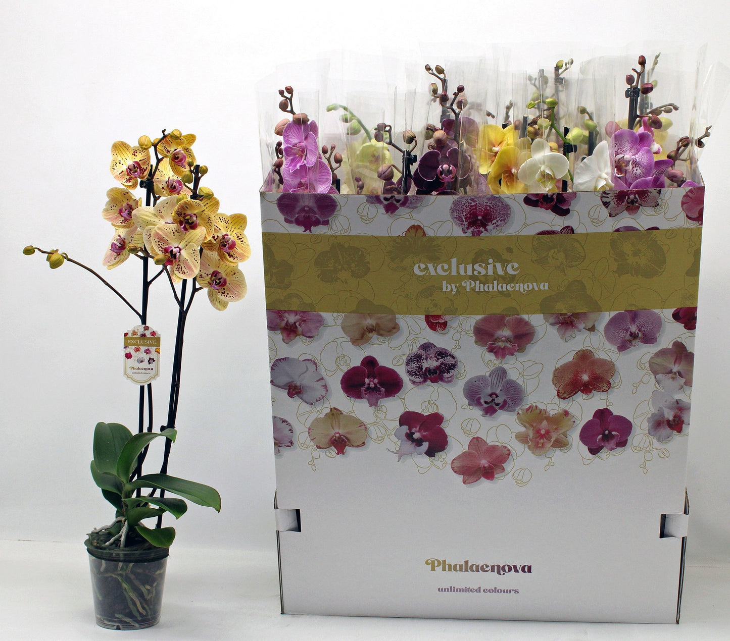 Phalaenopsis mix 10 colors 65cm 12cm Pot