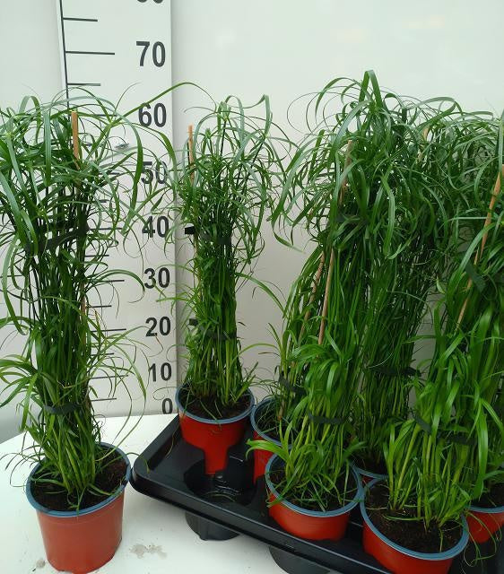 Cyperus alternifolius 60cm 14cm Pot