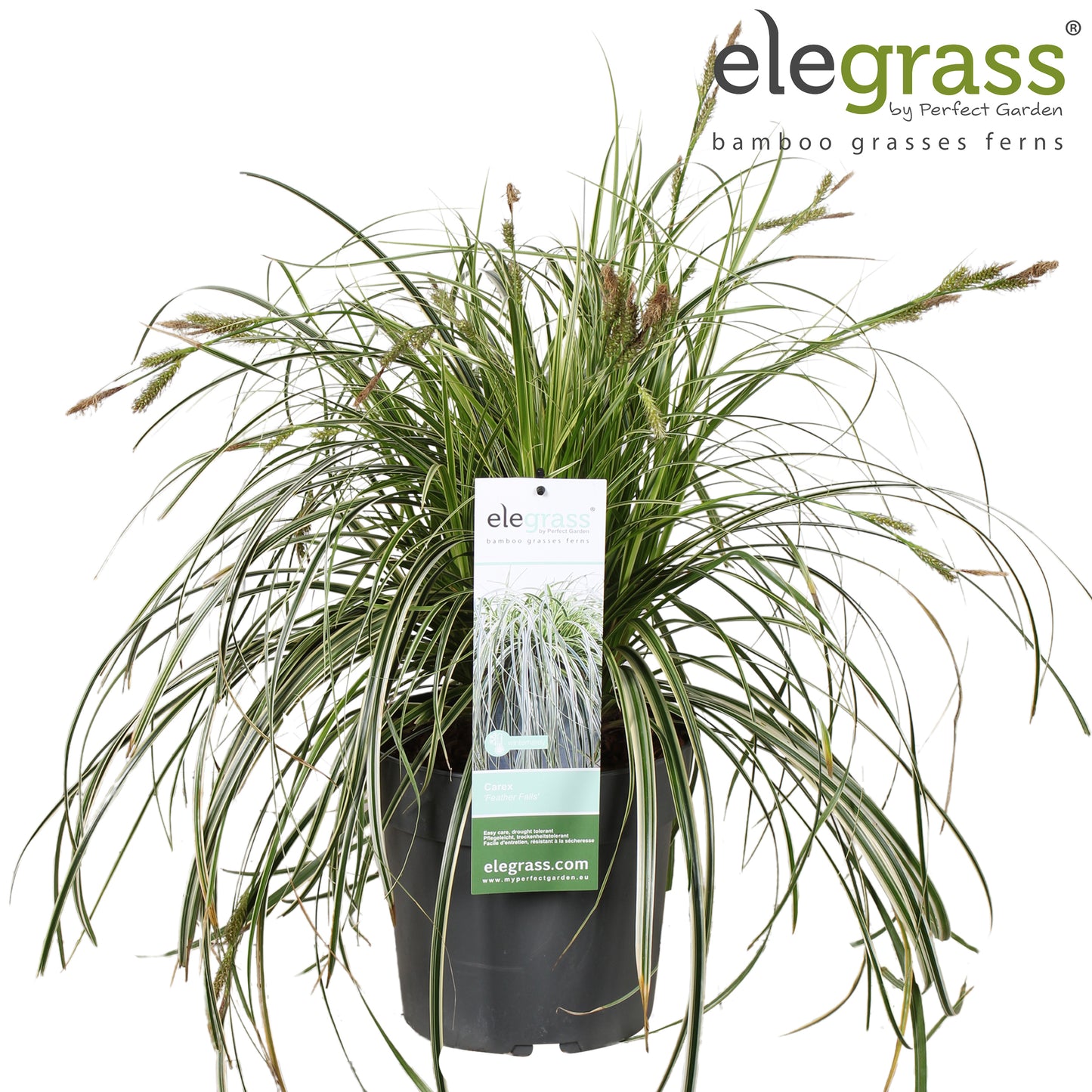 Carex Feather Falls 50cm 23cm Pot
