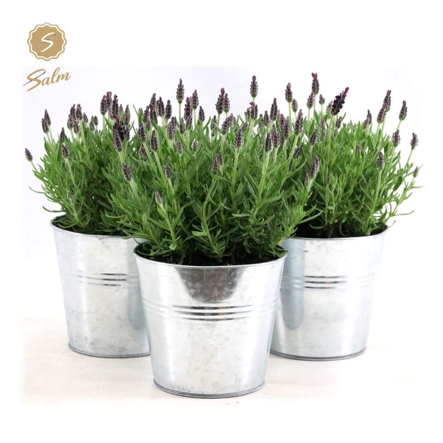 Lavan. Anouk (+drp. Zinc Old-Look) 37cm 17cm Pot