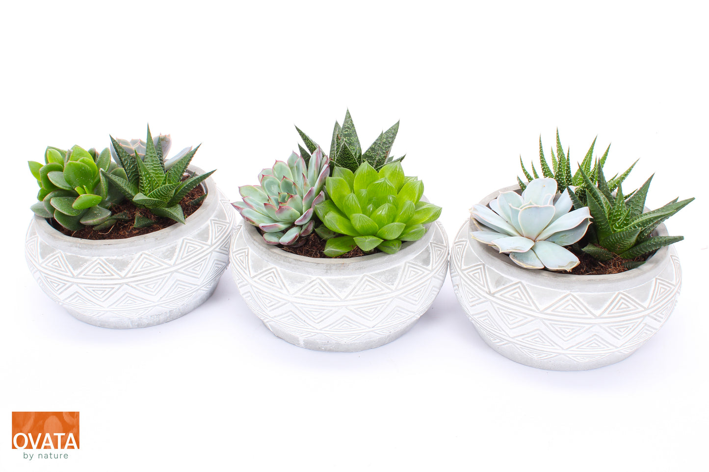 Succulent mix 12cm 18cm Pot